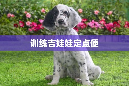 訓練吉娃娃定點便