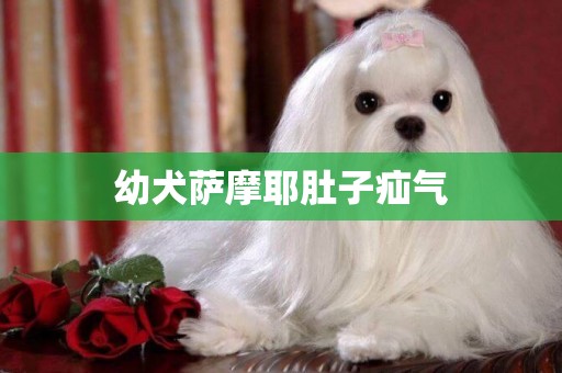 幼犬薩摩耶肚子疝氣