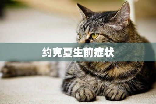 約克夏生前癥狀
