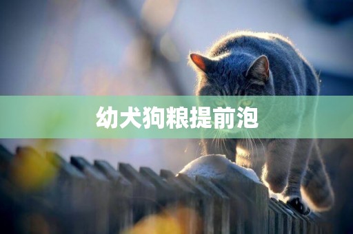 幼犬狗糧提前泡
