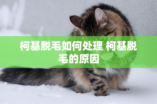 柯基脫毛如何處理 柯基脫毛的原因
