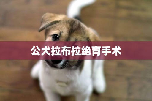 公犬拉布拉絕育手術