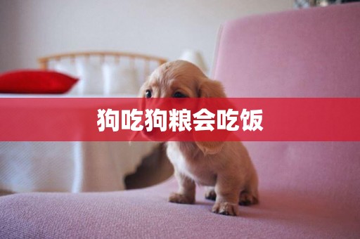 狗吃狗糧會吃飯