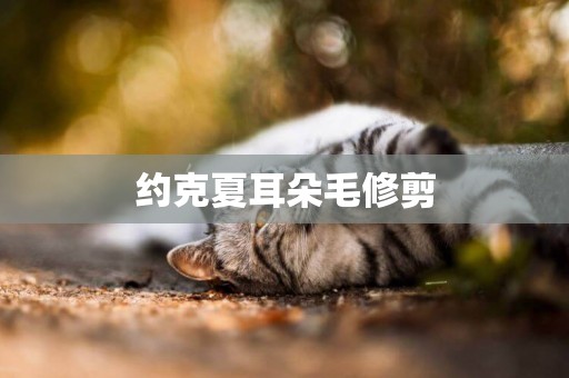 約克夏耳朵毛修剪