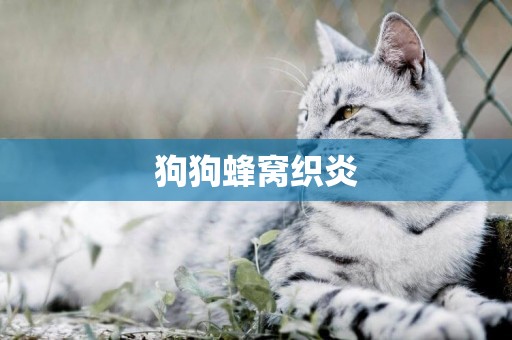 狗狗蜂窩織炎