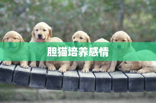 膽貓培養感情