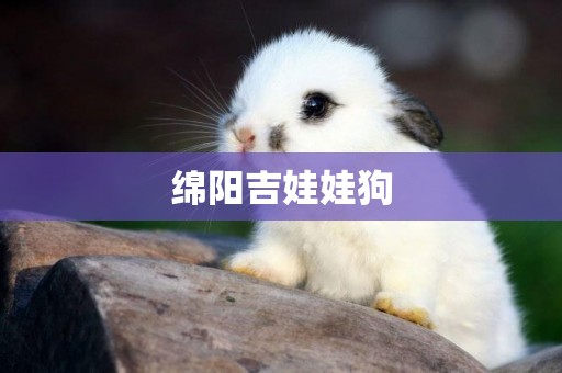 綿陽吉娃娃狗