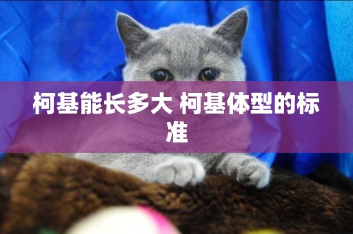 柯基能長多大 柯基體型的標準