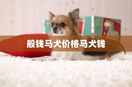 般錢馬犬價格馬犬錢