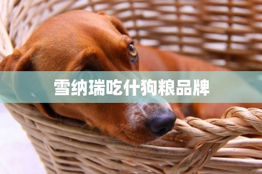 雪納瑞吃什狗糧品牌