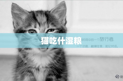 貓吃什濕糧