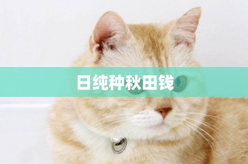 日純種秋田錢