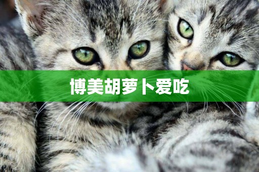 博美胡蘿卜愛吃