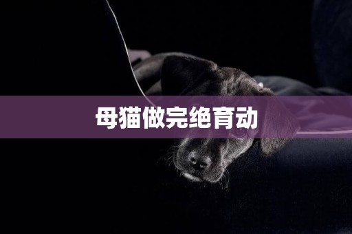 母貓做完絕育動
