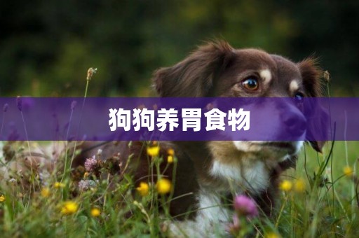 狗狗養胃食物