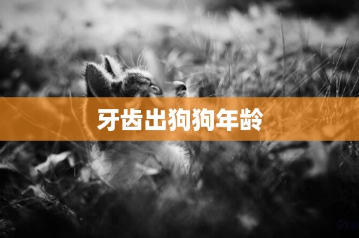 牙齒出狗狗年齡