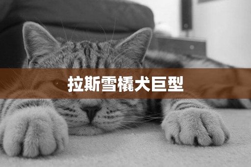 拉斯雪橇犬巨型