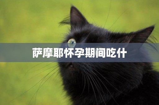 薩摩耶懷孕期間吃什