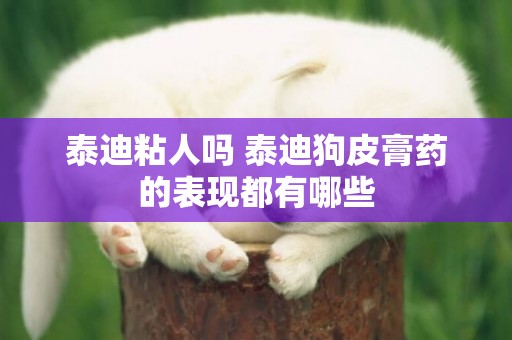 泰迪粘人嗎 泰迪狗皮膏藥的表現都有哪些