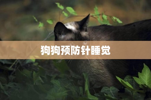 狗狗預防針睡覺