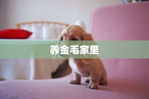 養金毛家里
