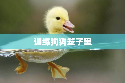 訓練狗狗籠子里