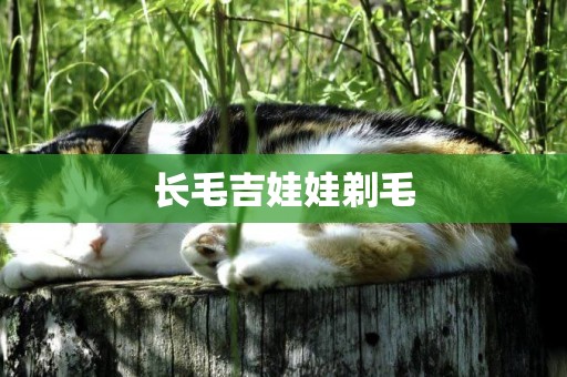 長毛吉娃娃剃毛