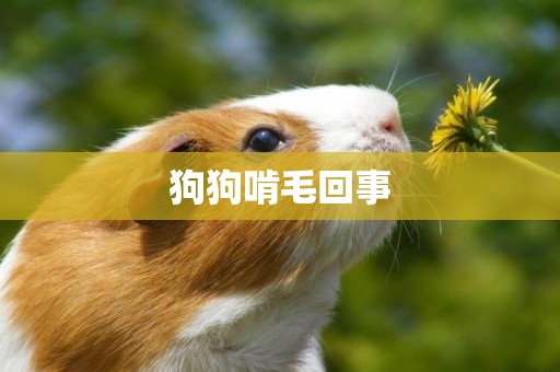 狗狗啃毛回事