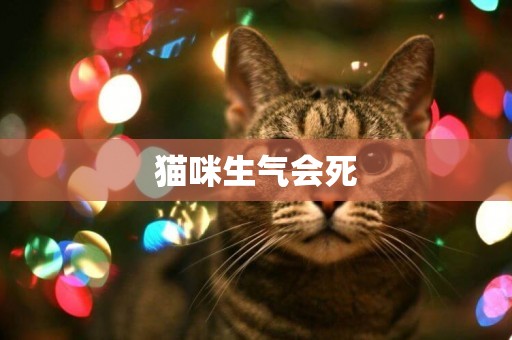 貓咪生氣會死