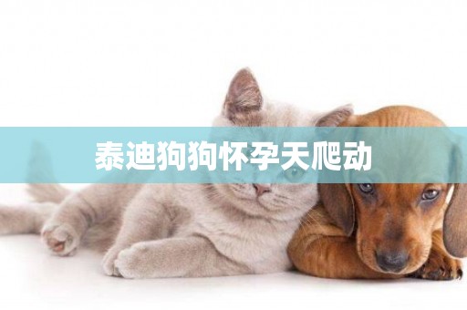 泰迪狗狗懷孕天爬動