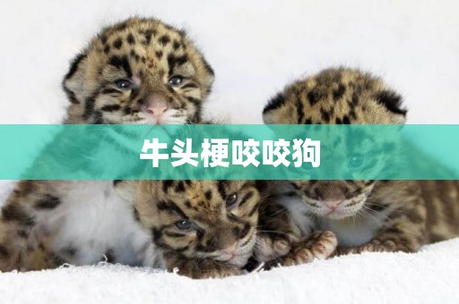 牛頭梗咬咬狗