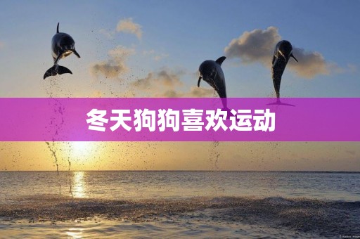 冬天狗狗喜歡運動