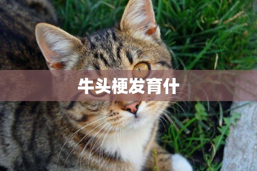 牛頭梗發育什
