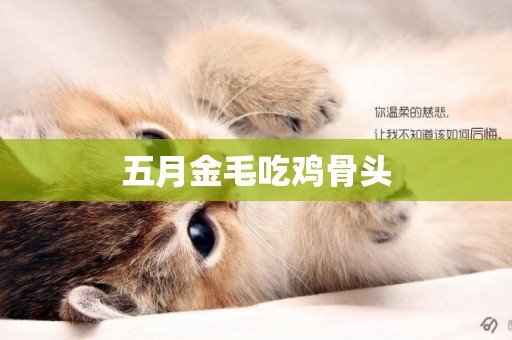 五月金毛吃雞骨頭
