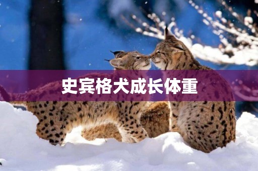 史賓格犬成長體重