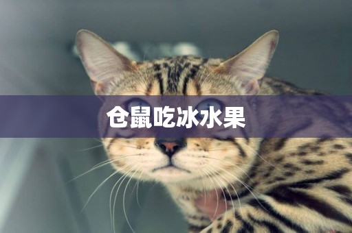 倉鼠吃冰水果