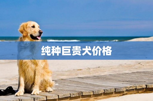 純種巨貴犬價格