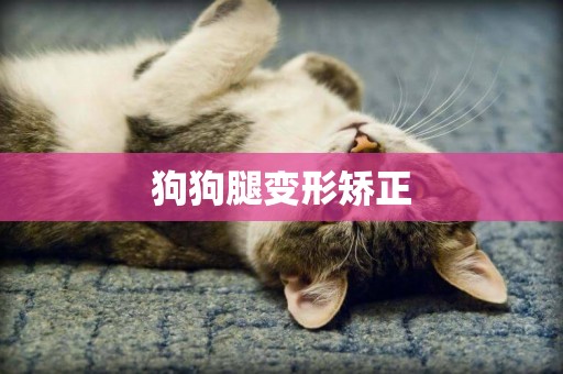 狗狗腿變形矯正