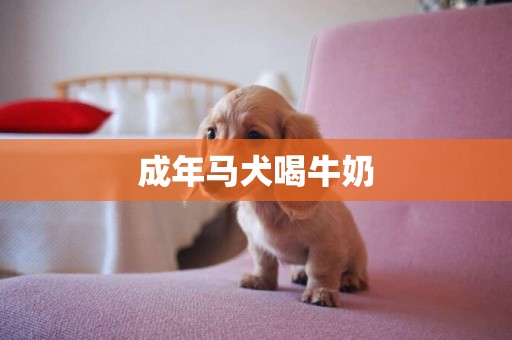 成年馬犬喝牛奶