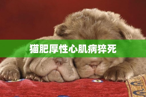 貓肥厚性心肌病猝死