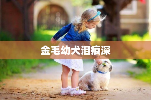 金毛幼犬淚痕深