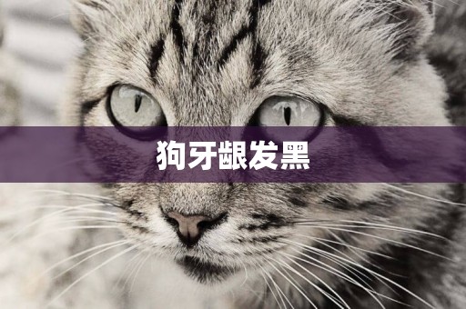 狗牙齦發黑