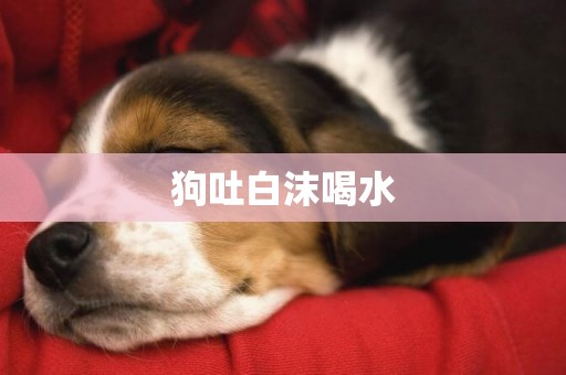 狗吐白沫喝水