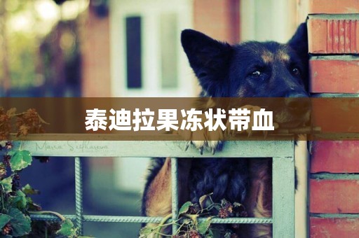 泰迪拉果凍狀帶血