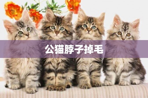 公貓脖子掉毛