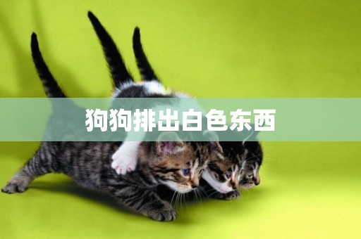 狗狗排出白色東西
