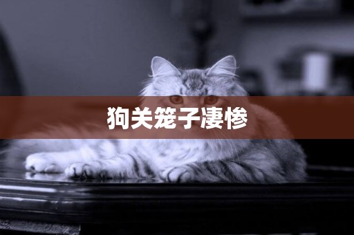 狗關籠子凄慘