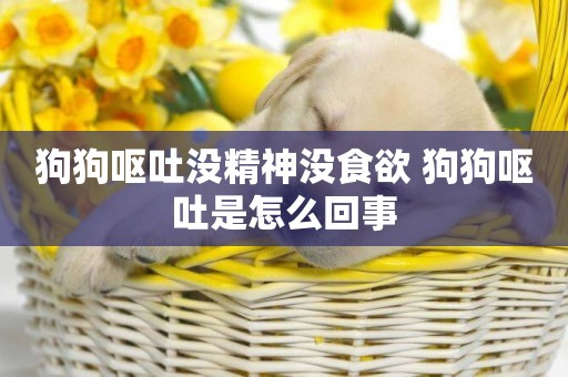 狗狗嘔吐沒精神沒食欲 狗狗嘔吐是怎么回事