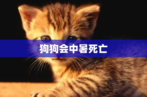 狗狗會中暑死亡
