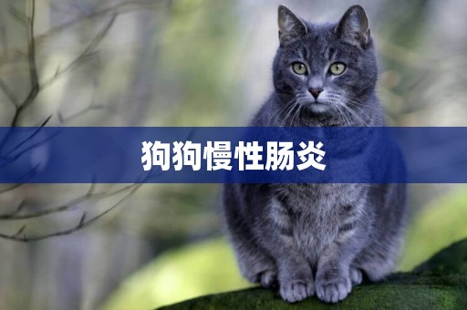 狗狗慢性腸炎